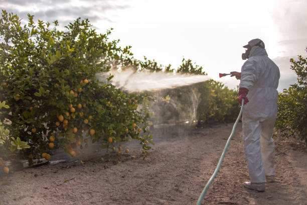 Best Termite Control Services  in Perry, UT